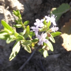 Mentha diemenica at O'Malley, ACT - 1 Mar 2015