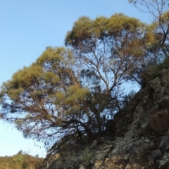 Acacia doratoxylon (Currawang) at Tennent, ACT - 18 Feb 2015 by michaelb