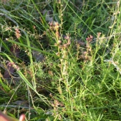 Haloragis heterophylla (Variable Raspwort) at O'Malley, ACT - 1 Mar 2015 by Mike