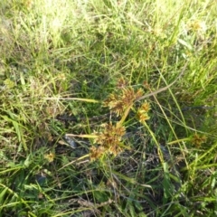 Cyperus eragrostis (Umbrella Sedge) at O'Malley, ACT - 1 Mar 2015 by Mike