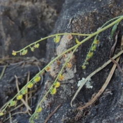 Cynoglossum australe (Australian Forget-me-not) at Tennent, ACT - 18 Feb 2015 by MichaelBedingfield