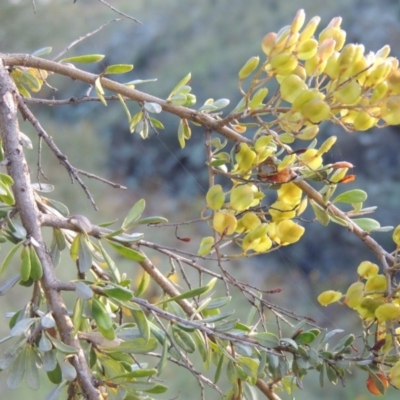 Bursaria spinosa (Native Blackthorn, Sweet Bursaria) at Tennent, ACT - 18 Feb 2015 by michaelb