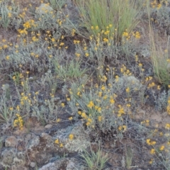 Chrysocephalum apiculatum (Common Everlasting) at Tennent, ACT - 18 Feb 2015 by michaelb