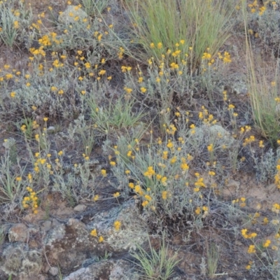 Chrysocephalum apiculatum (Common Everlasting) at Tennent, ACT - 18 Feb 2015 by MichaelBedingfield