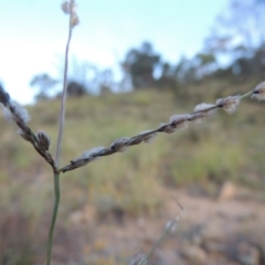 Digitaria brownii (Cotton Panic Grass) at Tennent, ACT - 18 Feb 2015 by MichaelBedingfield