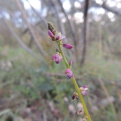 Oxytes brachypoda (Large Tick-trefoil) at Tennent, ACT - 18 Feb 2015 by MichaelBedingfield