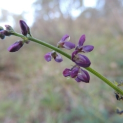 Oxytes brachypoda at Tennent, ACT - 18 Feb 2015 07:47 PM