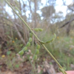 Oxytes brachypoda at Tennent, ACT - 18 Feb 2015 07:47 PM