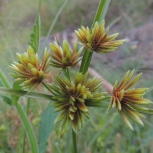 Cyperus eragrostis at Tennent, ACT - 18 Feb 2015 08:03 PM