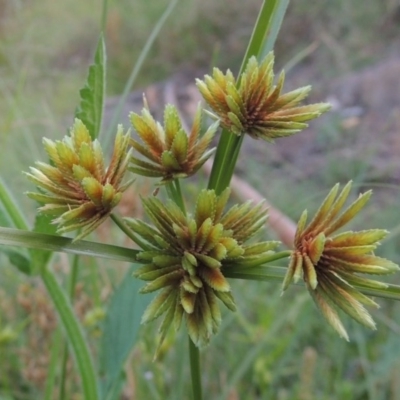 Cyperus eragrostis (Umbrella Sedge) at Tennent, ACT - 18 Feb 2015 by MichaelBedingfield