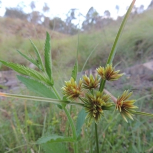 Cyperus eragrostis at Tennent, ACT - 18 Feb 2015