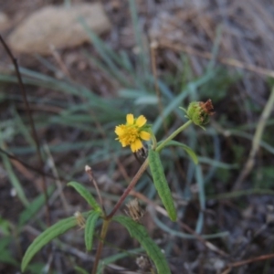 Sigesbeckia australiensis at Tennent, ACT - 18 Feb 2015 08:11 PM