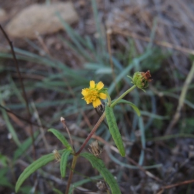 Sigesbeckia australiensis (Cobber Weed) at Tennent, ACT - 18 Feb 2015 by MichaelBedingfield