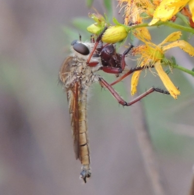 Colepia ingloria (A robber fly) at Greenway, ACT - 14 Dec 2014 by michaelb