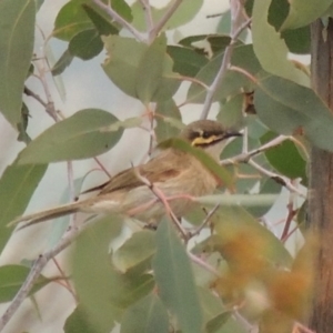 Caligavis chrysops at Tennent, ACT - 26 Dec 2014