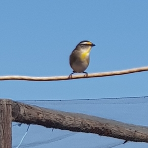 Pardalotus striatus at Corrowong, NSW - 11 Sep 2018