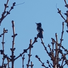 Myiagra inquieta (Restless Flycatcher) at Corrowong, NSW - 11 Sep 2018 by BlackFlat