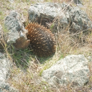 Tachyglossus aculeatus at Gungahlin, ACT - 10 Sep 2018