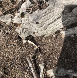 Papyrius nitidus at Jerrabomberra, ACT - 12 Sep 2018