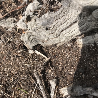 Papyrius nitidus (Shining Coconut Ant) at Jerrabomberra, ACT - 12 Sep 2018 by patrickharvey