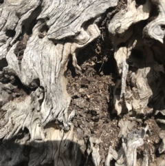 Papyrius nitidus at Jerrabomberra, ACT - 12 Sep 2018