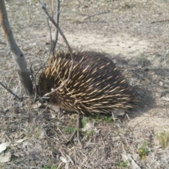 Tachyglossus aculeatus (Short-beaked Echidna) at Gungahlin, ACT - 12 Sep 2018 by nathkay