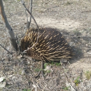 Tachyglossus aculeatus at Gungahlin, ACT - 12 Sep 2018