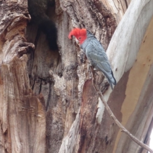 Callocephalon fimbriatum at Barton, ACT - suppressed