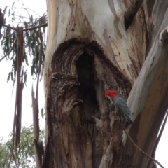 Callocephalon fimbriatum at Barton, ACT - suppressed