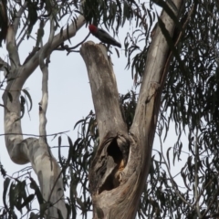 Callocephalon fimbriatum at Barton, ACT - suppressed