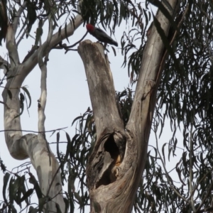 Callocephalon fimbriatum at Barton, ACT - suppressed