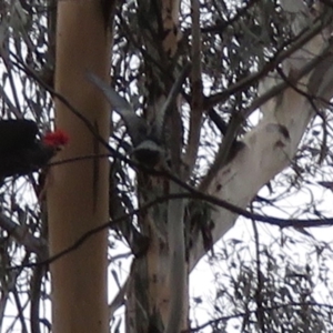 Callocephalon fimbriatum at Barton, ACT - suppressed