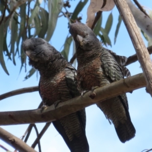 Callocephalon fimbriatum at Barton, ACT - suppressed