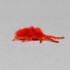 Trombidiidae (family) (Red velvet mite) at ANBG - 10 Sep 2018 by Tim L