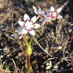 Wurmbea dioica subsp. dioica at Majura, ACT - 12 Sep 2018