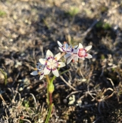 Wurmbea dioica subsp. dioica at Majura, ACT - 12 Sep 2018