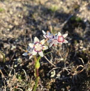 Wurmbea dioica subsp. dioica at Majura, ACT - 12 Sep 2018