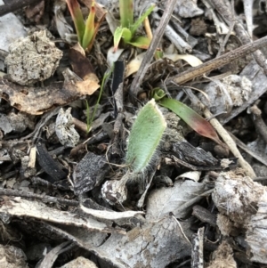 Caladenia actensis at suppressed - suppressed