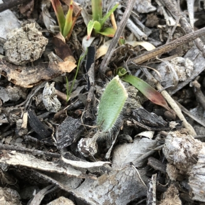 Caladenia actensis (Canberra Spider Orchid) at Majura, ACT - 12 Sep 2018 by AaronClausen