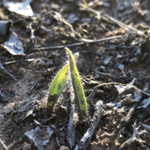 Caladenia actensis at suppressed - suppressed