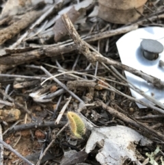 Caladenia actensis at suppressed - suppressed