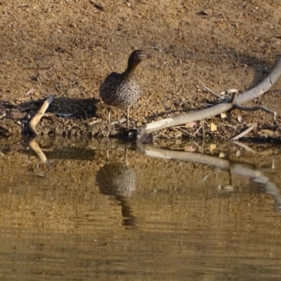 Chenonetta jubata (Australian Wood Duck) at Jerrabomberra, ACT - 11 Sep 2018 by Mike