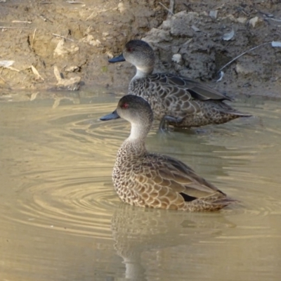 Anas gracilis (Grey Teal) at Jerrabomberra, ACT - 11 Sep 2018 by Mike