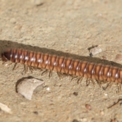 Australiosomatinae sp. (subfamily) (Millipede) at Higgins, ACT - 4 Aug 2018 by AlisonMilton