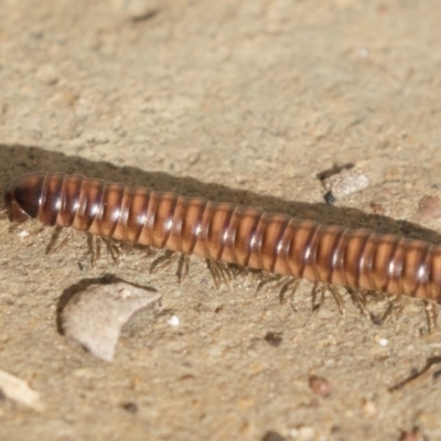 Australiosomatinae sp. (subfamily) (Millipede) at Higgins, ACT - 4 Aug 2018 by AlisonMilton