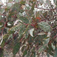 Cardiaspina tenuitela at Garran, ACT - 10 Sep 2018