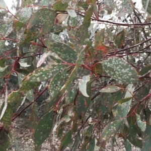 Cardiaspina tenuitela at Garran, ACT - 10 Sep 2018 03:28 PM