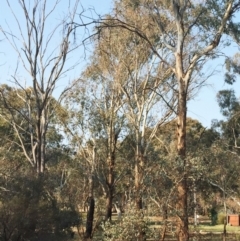 Cardiaspina tenuitela at Garran, ACT - 10 Sep 2018