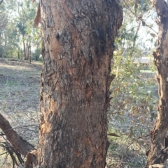 Cardiaspina tenuitela at Garran, ACT - 10 Sep 2018