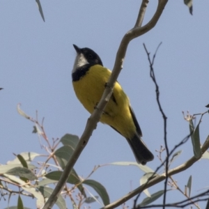 Pachycephala pectoralis at Acton, ACT - 10 Sep 2018 09:58 AM